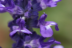 ブルーサルビア