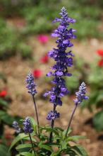 ブルーサルビア