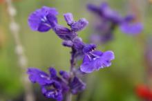 ブルーサルビア