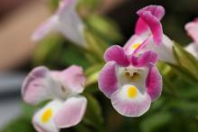 トレニア(ピンク)