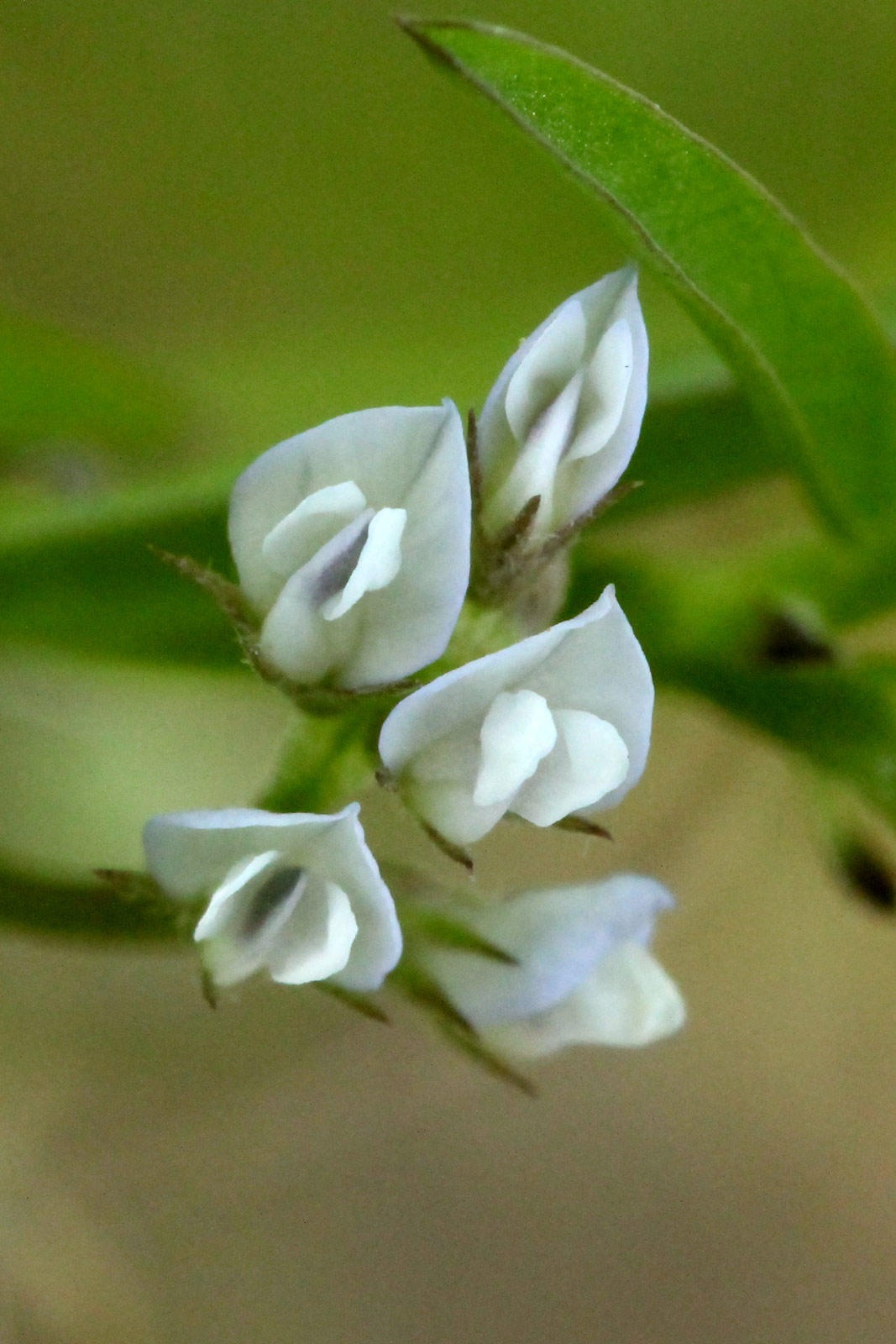 お花の写真集 スズメノエンドウ 雀野豌豆