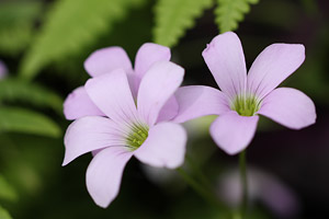 オキザリス・トリアングラリス(紫の舞)