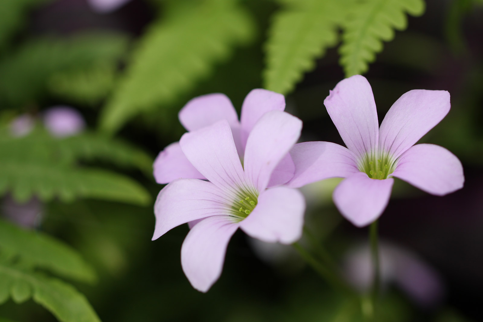 お花の写真集 オキザリス トリアングラリス 紫の舞