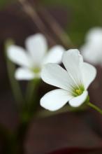 オキザリス・トリアングラリス(紫の舞)