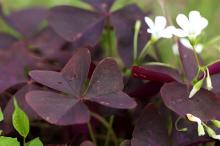 オキザリス・トリアングラリス(紫の舞)