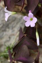 オキザリス・トリアングラリス(紫の舞)