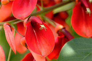 アメリカデイゴ(亜米利加梯梧)