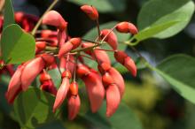 アメリカデイゴ(亜米利加梯梧)