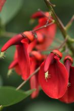 アメリカデイゴ(亜米利加梯梧)