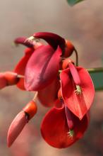 アメリカデイゴ(亜米利加梯梧)