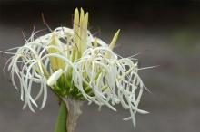 ハマユウ(浜木綿)