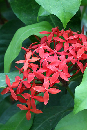 ベニテマリ(紅手毬)