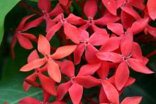 ベニテマリ(紅手毬)