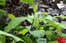 ベニテマリ(紅手毬)