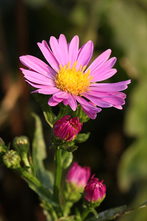 ミヤコワスレ(都忘れ)