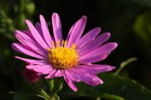 ミヤコワスレ(都忘れ)