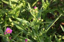 ミヤコワスレ(都忘れ)