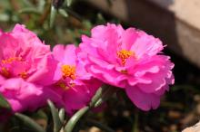 マツバボタン(松葉牡丹)