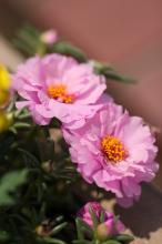 マツバボタン(松葉牡丹)