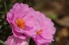 マツバボタン(松葉牡丹)