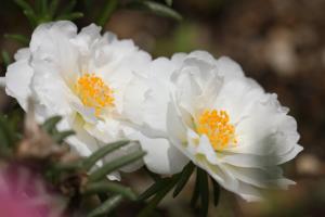 マツバボタン(白)