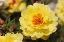 マツバボタン(黄色)