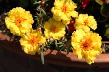 マツバボタン(黄色)