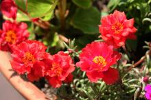 マツバボタン(赤)