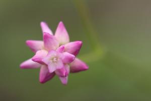 ママコノシリヌグイ(継子の尻拭)