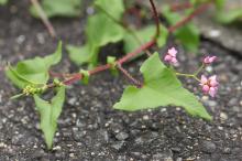 ママコノシリヌグイ(継子の尻拭)