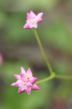 ママコノシリヌグイ(継子の尻拭)