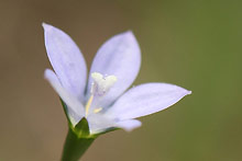 ヒナギキョウ(雛桔梗)