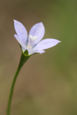 ヒナギキョウ(雛桔梗)