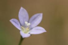 ヒナギキョウ(雛桔梗)