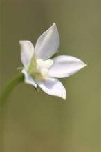 ヒナギキョウ(雛桔梗)