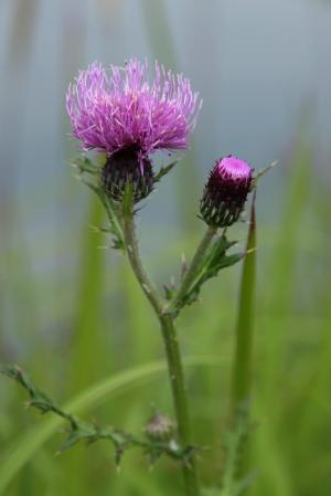 ノアザミ(野薊)