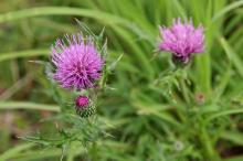 ノアザミ(野薊)