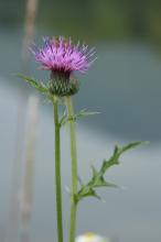 ノアザミ(野薊)