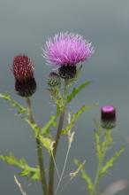 ノアザミ(野薊)