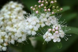シモツケ(下野)
