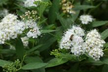 シモツケ(下野)