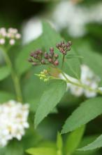 シモツケ(下野)