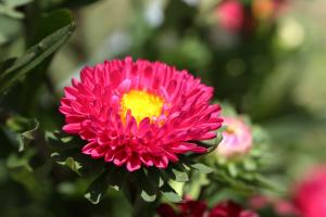 アスター/エゾギク