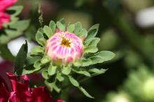 アスター/エゾギク