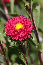 アスター/エゾギク