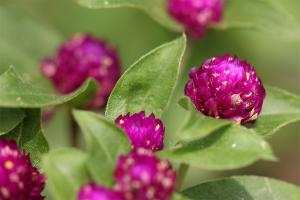 センニチコウ(千日紅)