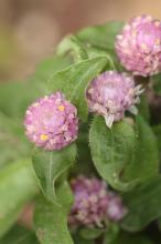 センニチコウ(千日紅)