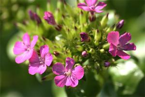 ハマナデシコ(浜撫子)