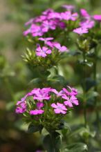 ハマナデシコ(浜撫子)