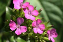 ハマナデシコ(浜撫子)